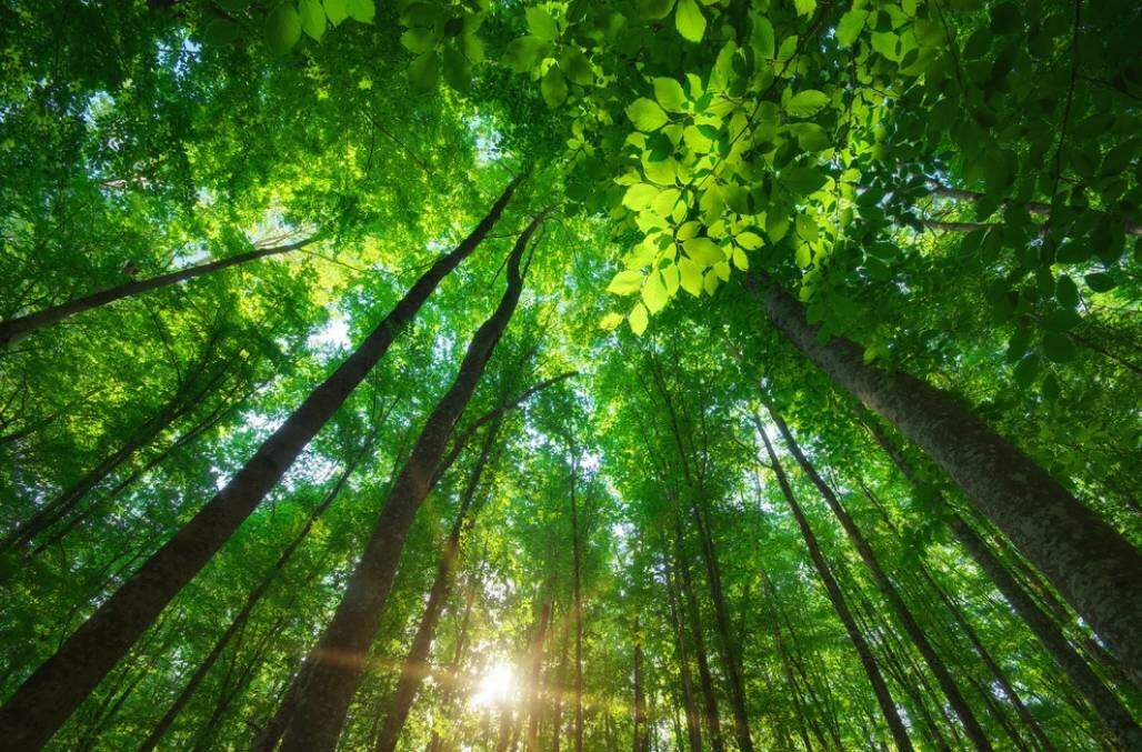 natureza_shutterstock (Shutterstock) natureza_shutterstock (Shutterstock)