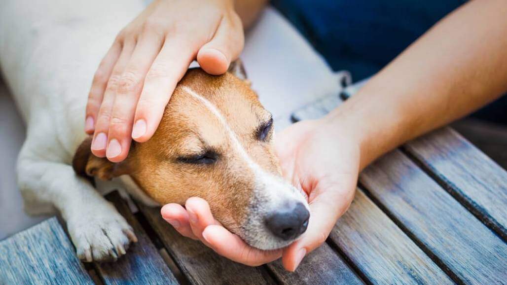 cachorro doente (Javier Brosch / Shutterstock) cachorro doente (Javier Brosch / Shutterstock)