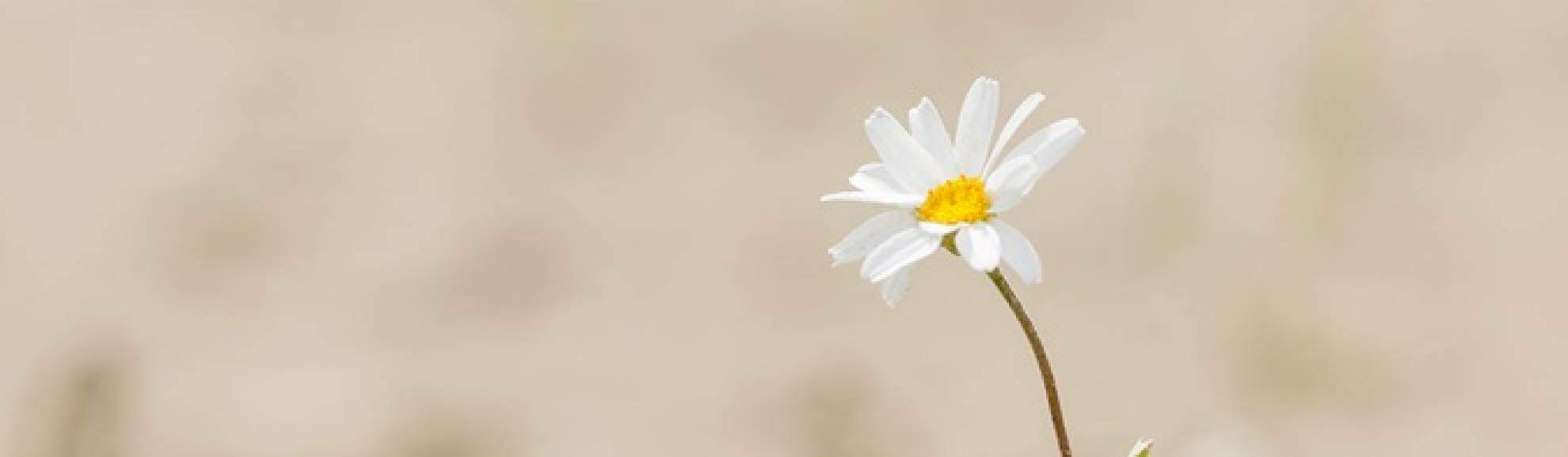 flor, esperança, frutificar (Freepik) flor, esperança, frutificar (Freepik)