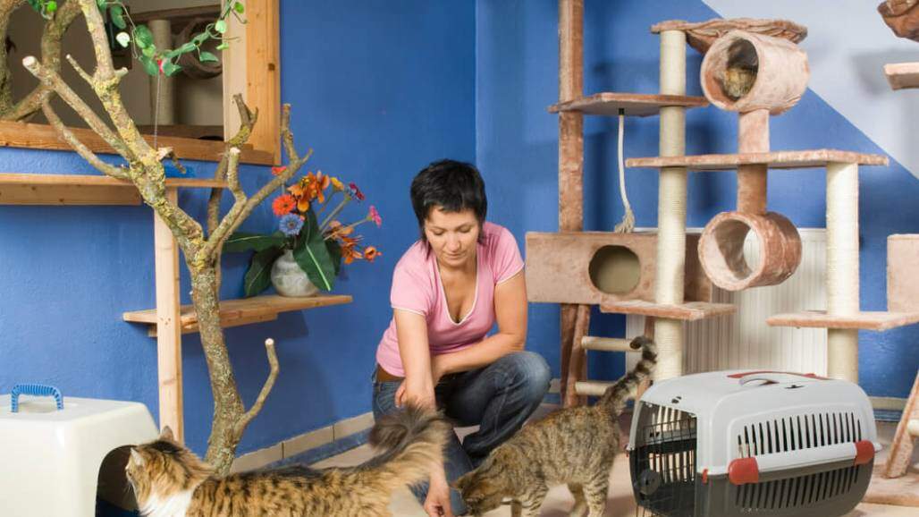gatos-casa (Dora Zett/Shutterstock) gatos-casa (Dora Zett/Shutterstock)