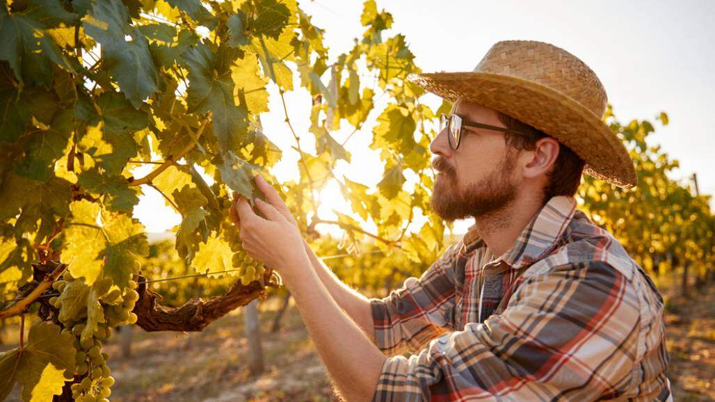 Agricultor, vinha, videira (Shutterstock/ Mark Nazh) Agricultor, vinha, videira (Shutterstock/ Mark Nazh)
