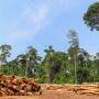 desmatamento amazonia