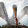 imagem mostra ave pelicano oferecendo sua própria carne aos seus filhotes