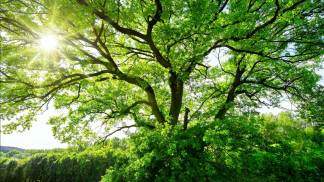 O sol brilha intensamente através dos galhos tortos de uma majestosa árvore verde