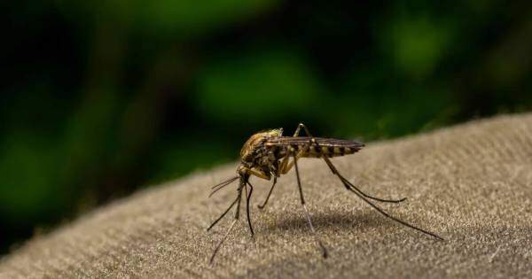 Dengue Aprenda Sobre Os Perigos Sintomas E Como Prevenir