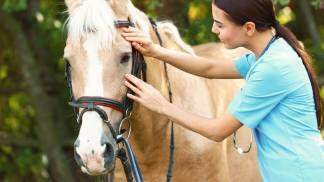 veterinária cuidando do cavalo