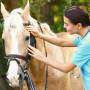 Os cuidados pós-cavalgada e a recuperação do animal