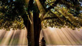 lonely-person-sitting-bench-old-oak-tree-torre-castello-siena