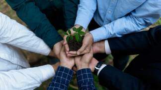 mãos de empresarios segurando uma muda de árvore