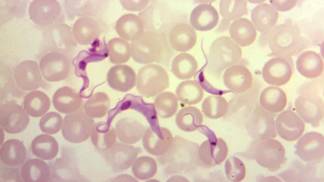 Parasita doença de Chagas