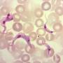 Parasita doença de Chagas