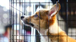 compra de animais de estimação pets