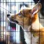 compra de animais de estimação pets