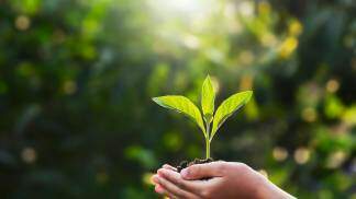 Uma criança segurando uma muda de planta nas mãos  lovelyday12 Adobe Stock