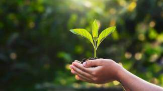 Uma criança segurando uma muda de planta nas mãos  