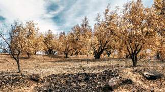 floresta seca e queimada na Grécia
