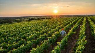 homem na vinha com pôr do sol ao fundo