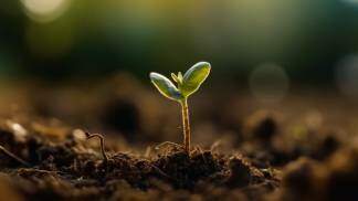 Planta nascendo