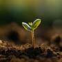Planta nascendo