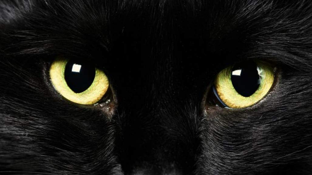 gato_preto gato_preto